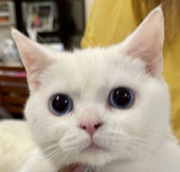 スコティッシュストレート【東京都・男の子・2021年1月20日・ホワイト（短毛）】の写真「ブルーアイ！とても稀です。父猫TICAch」