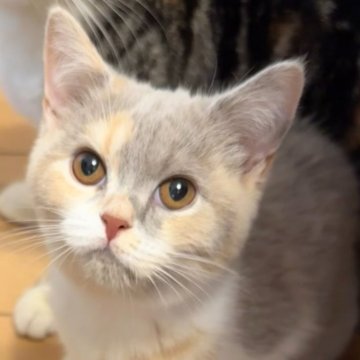 ブリティッシュショートヘア【東京都・女の子・2023年9月23日・ライラックトーティ&ホワイト（ショートヘアー）】の写真「両親DNAクリアタイトル有りレアなカラーの可愛い子」