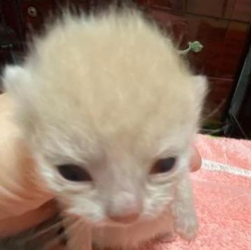 ブリティッシュショートヘア【東京都・男の子・2023年1月27日・クリーム（短毛）】の写真「チャンピオン直系」