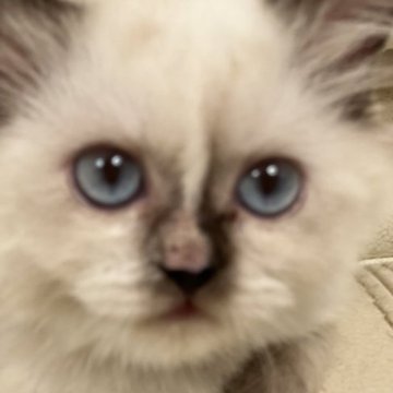 ブリティッシュショートヘア【東京都・女の子・2023年3月7日・チョコレートポイント（中毛）】の写真「父、gchタイトル猫母猫ブリショー良血統」