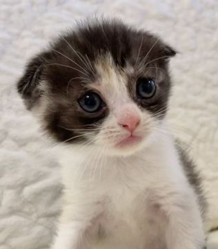 スコティッシュフォールド(折れ耳)【東京都・女の子・2021年1月20日・キャリコ（短毛）】の写真「父猫、TICAch」