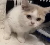 ブリティッシュショートヘア【東京都・女の子・2024年1月22日・ライラックトーティ&ホワイト】の写真2