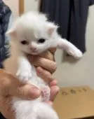 スコティッシュフォールド(折れ耳)【東京都・女の子・2021年3月6日・ホワイト、オッドアイの可能性有り】の写真2