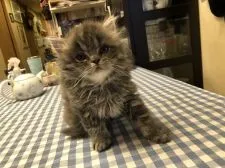 スコティッシュフォールド(立ち耳)【東京都・男の子・2020年8月9日・ブルー】の写真3