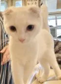 スコティッシュフォールド(折れ耳)【東京都・男の子・2020年5月10日・ホワイト】の写真3
