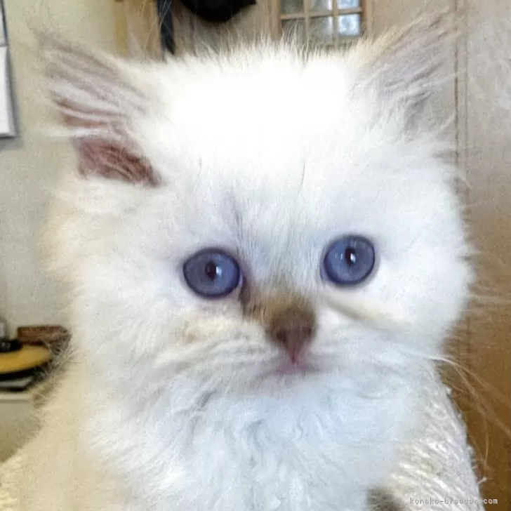 ID：2509-01802の子猫