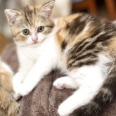 スコティッシュストレート