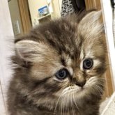 スコティッシュストレート