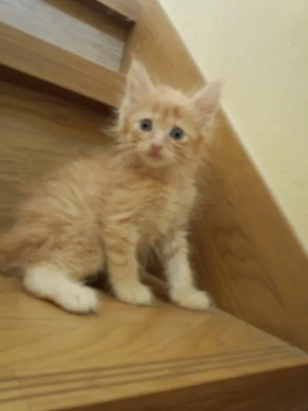 ID：1306-00140の子猫