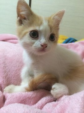 スコティッシュフォールド【奈良県・女の子・2014年5月5日・レッド&ホワイト】の写真「真ん丸おめめの可愛い仔」