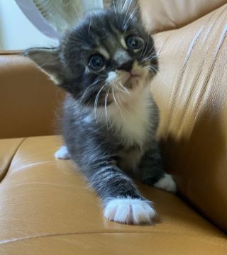 メインクーン【奈良県・女の子・2021年6月5日・ブラウンタビー&ホワイト】の写真「おメメの大きな　とても可愛いお顔の子です。」