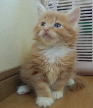 メインクーン【奈良県・男の子・2013年5月12日・レッドタビー&ホワイト】の写真「」