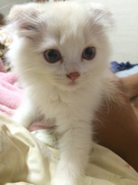 スコティッシュフォールド【奈良県・男の子・2014年5月5日・カメオ】の写真「柔らかなクリーム色で　可愛いお顔です。」