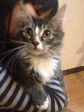 メインクーン【奈良県・男の子・2013年6月28日・ブラウンタビー&ホワイト】の写真「」