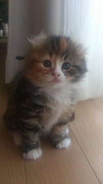 マンチカン【奈良県・女の子・2014年3月27日・ブラウンパッチドタビー&ホワイト（ロング）】の写真「カール耳で　可愛いお顔の女の仔！！」