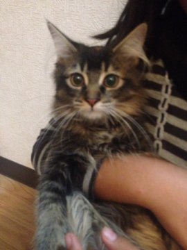 メインクーン【奈良県・女の子・2013年6月28日・ブラウンパッチドタビー&ホワイト】の写真「」