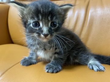 メインクーン【奈良県・男の子・2021年6月5日・ブラウンタビー】の写真「フワフワで､ 　可愛いお顔です。」