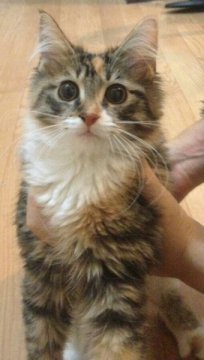 メインクーン【奈良県・女の子・2013年6月28日・ブラウンパッチドタビー&ホワイト】の写真「とても可愛いお顔の　綺麗な色合いの仔です。」