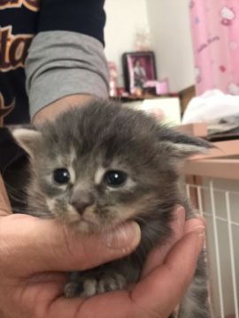 メインクーン【奈良県・女の子・2018年5月5日・ブルークリーム（長毛）】の写真「優しいお顔の可愛い子」