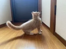 メインクーン【奈良県・男の子・2020年5月15日・レッドタビー&ホワイト】の写真5