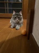 メインクーン【奈良県・女の子・2019年4月30日・ブルーパッチドタビー】の写真5