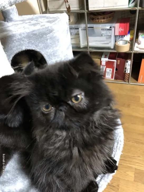 ID：1911-00203の子猫