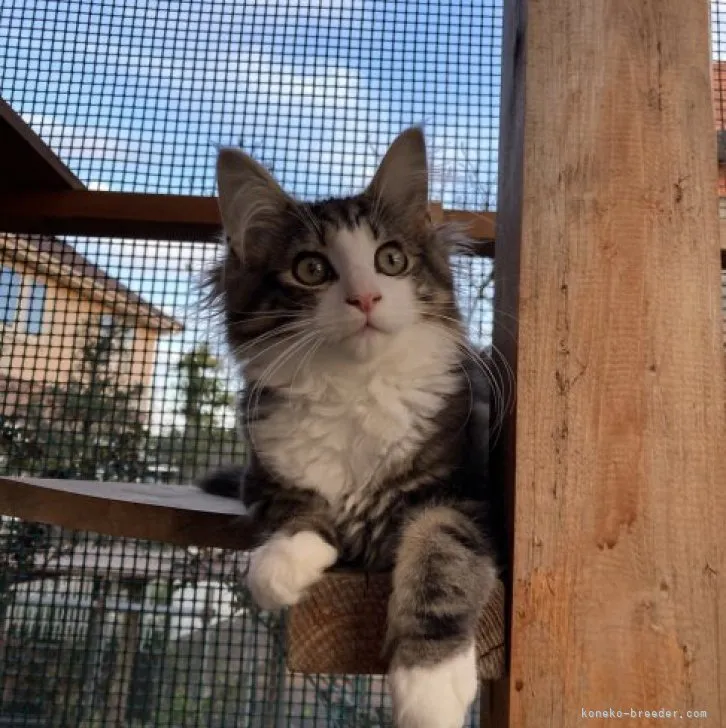 こずえ 様のお迎えした子猫