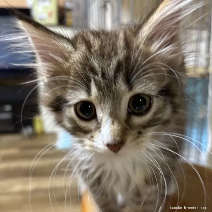 ID:2406-03063の子猫