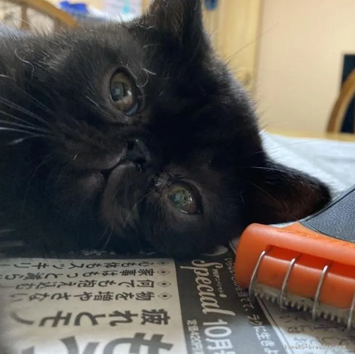 ID：2208-02357の子猫