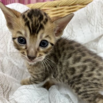 ベンガル【岐阜県・男の子・2024年3月17日・ブラウンスポテッドタビー】の写真「元気いっぱいな男の子です。」