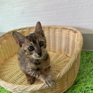 ベンガル【岐阜県・女の子・2023年5月25日・ブラウンスポテッドタビー】の写真「とても元気な子です。」