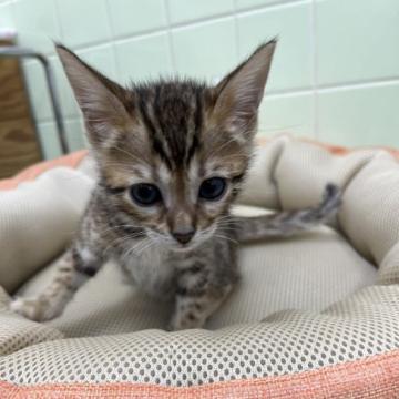 ベンガル【岐阜県・男の子・2022年6月30日・ブラウンスポテッドタビー】の写真「お目目パチクリ元気で可愛い子😍です。」