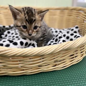 ベンガル【岐阜県・女の子・2022年9月25日・ブラウンスポテッドタビー】の写真「くりくりお目目の可愛い子😍」