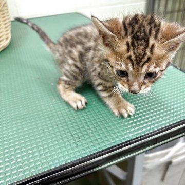 ベンガル【岐阜県・男の子・2025年9月25日・ブラウンスポテッドタビー】の写真「兄弟でよく遊ぶ元気な子」