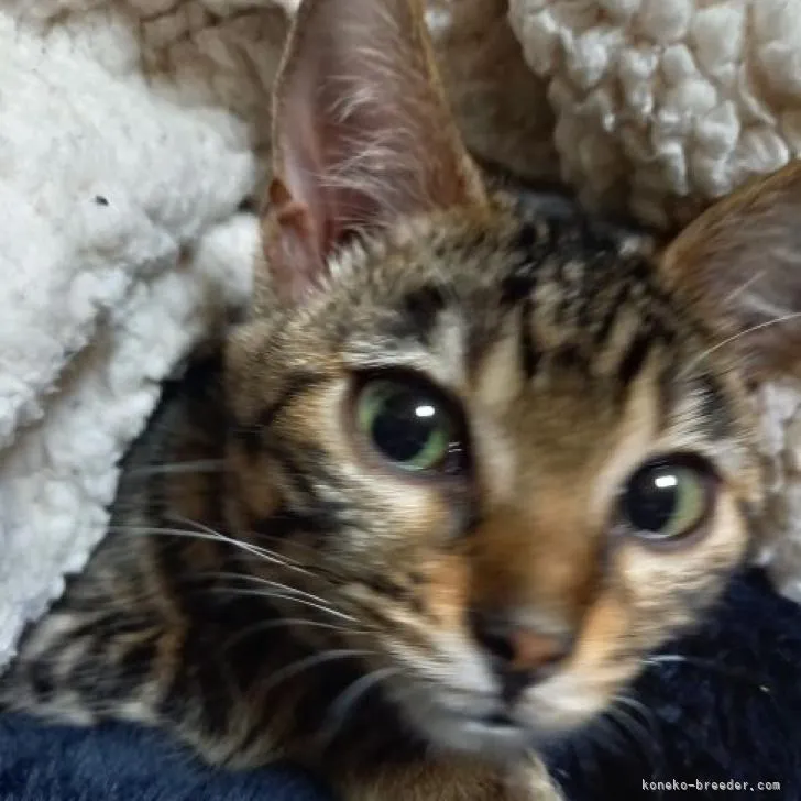 ID：2211-02215の子猫