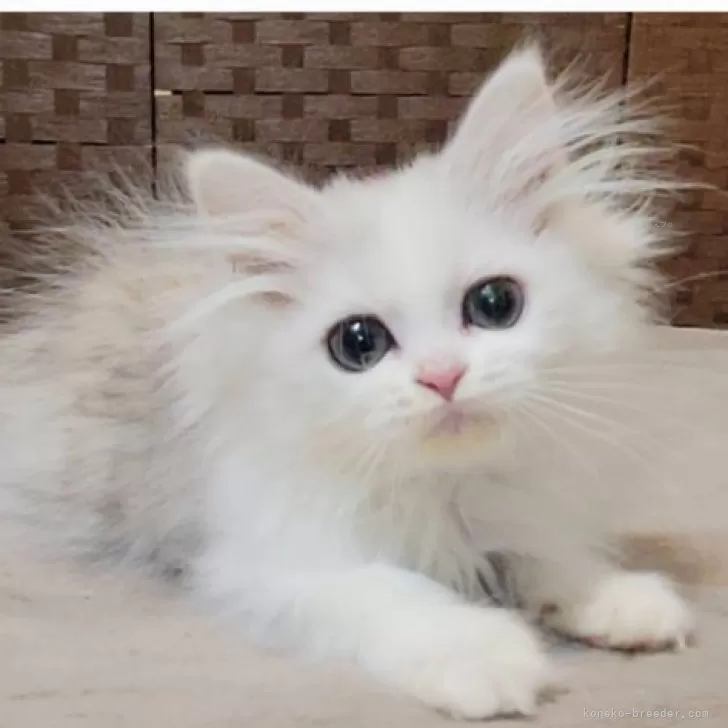 K.N 様のお迎えした子猫