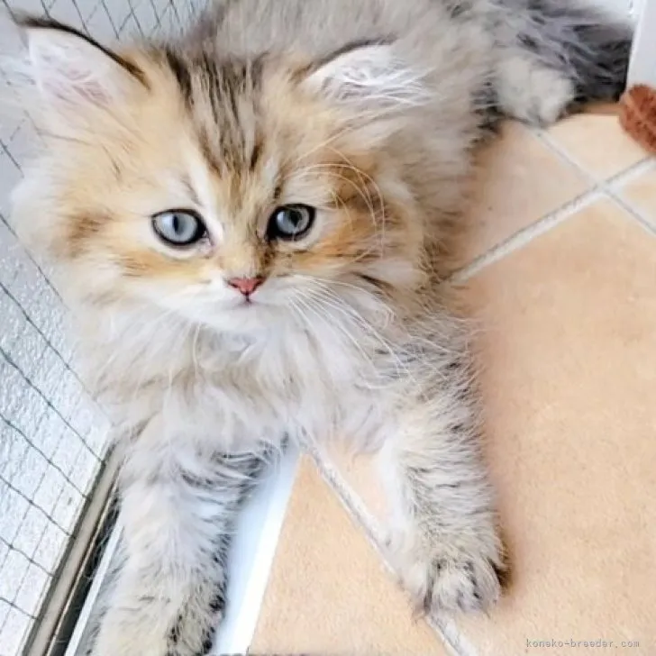 ひぃ 様のお迎えした子猫