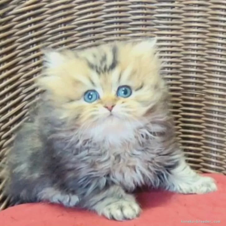 ID：2411-02915の子猫