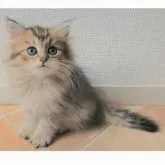 ペルシャ(チンチラ)【千葉県・男の子・2023年5月10日・チンチラゴールデン】の写真2「7/13撮影♡」