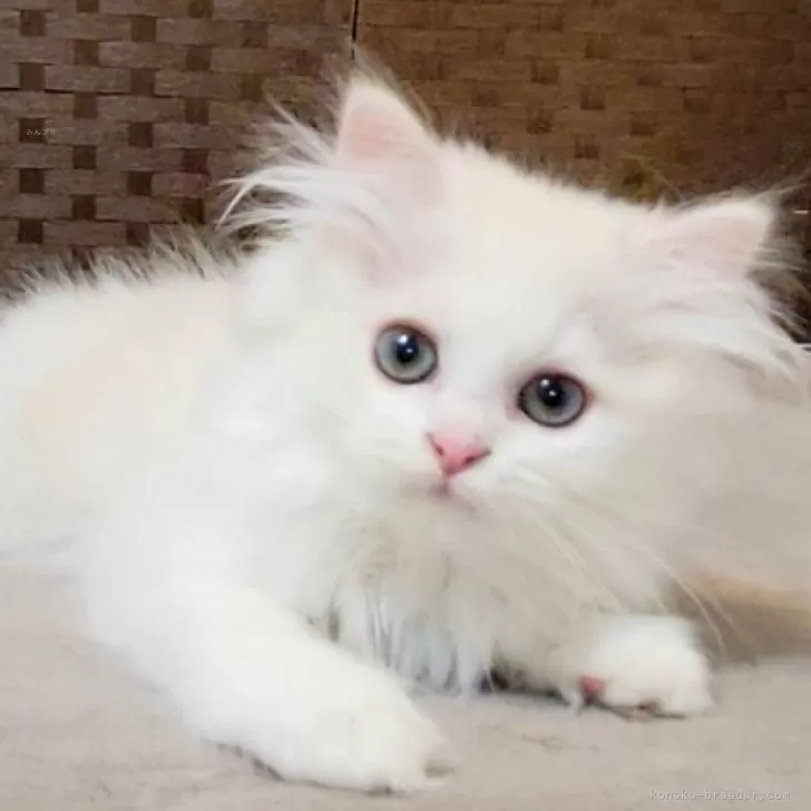 ID：2410-02512の子猫