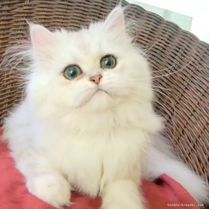 ペルシャ(チンチラ)【千葉県・女の子・2025年4月18日・チンチラシルバーちゃん♡】の写真1「まんまるフェイス🐾」