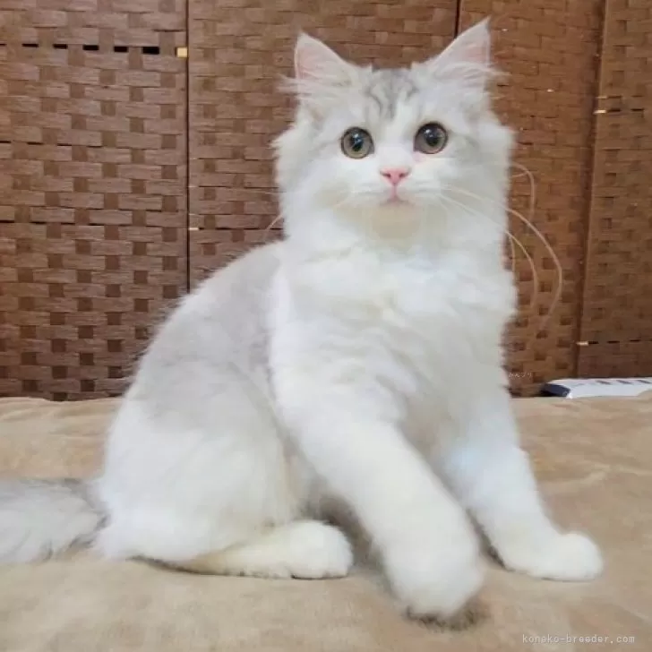 ID：2509-03050の子猫
