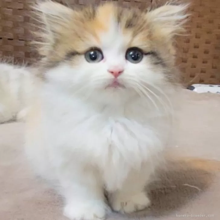 ID：2501-01469の子猫