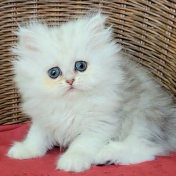 ペルシャ(チンチラ)【千葉県・女の子・2025年4月18日・チンチラシルバーちゃん♡（ふわっとロングヘアー♡）】の写真「一定の人気があるいやし系の女の子♡」