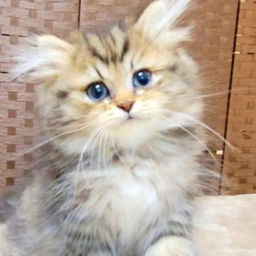 ミヌエット(長足)【千葉県・男の子・2025年5月27日・ゴールデンタビー（ふわさら♡ロングヘアー）】の写真「あまえんぼう&なでられ好き🐾」