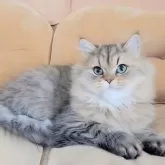 ミヌエット(長足)