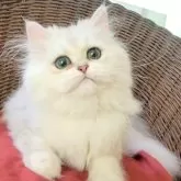 ペルシャ(チンチラ)