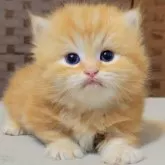 ミヌエット(短足)