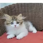 ミヌエット(長足)【千葉県・男の子・2024年11月25日・ブラウンタビー&ホワイト】の写真3「アイラインもきれいです🐾」