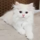 ミヌエット(長足)【千葉県・男の子・2024年8月25日・クリーム&ホワイト】の写真4「ゆったり🐾」